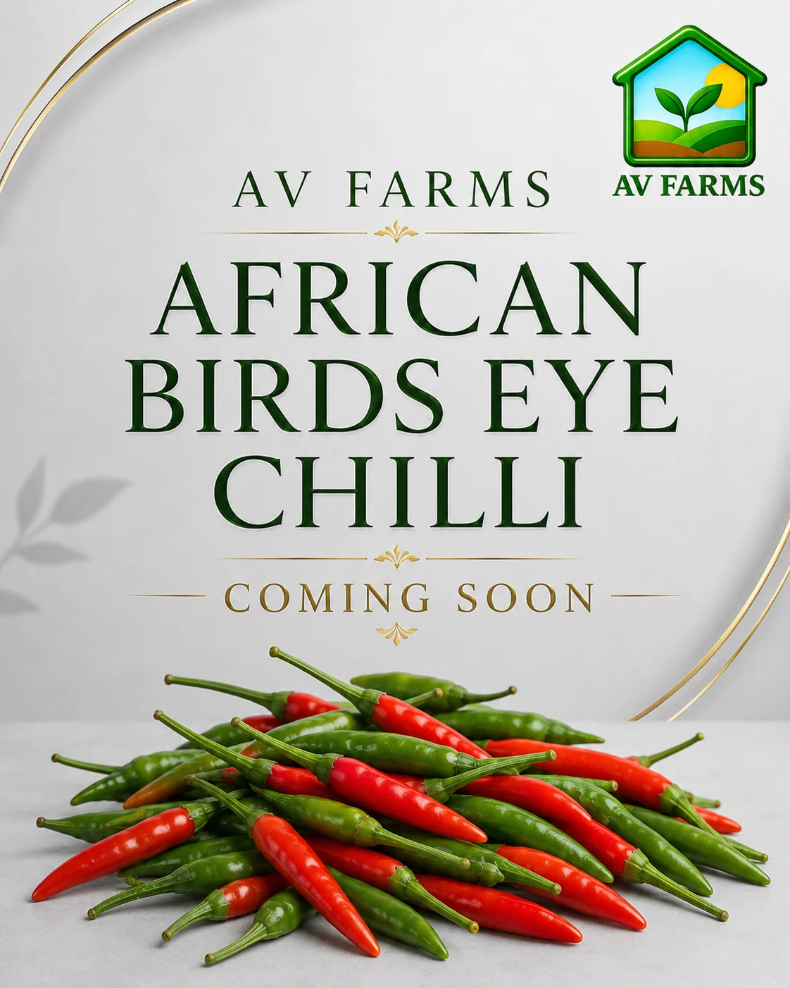 Greenhouse 3 - African Birds Eye Chilli at AV FARMS LIMITED