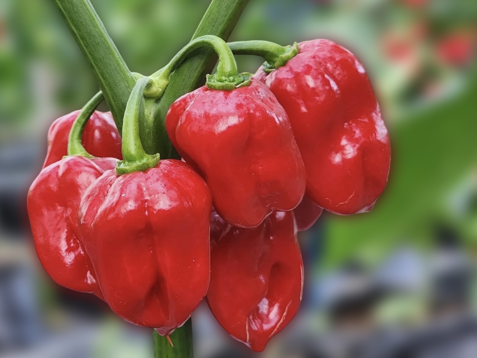 Red habanero peppers
