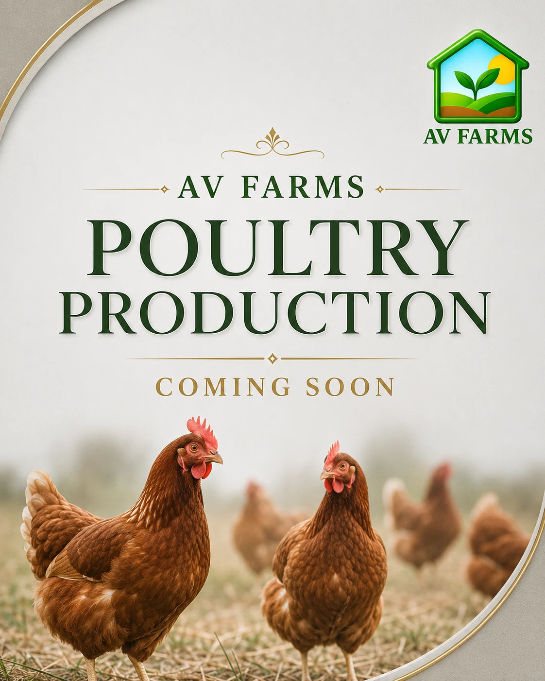 Poultry Production at AV FARMS LIMITED